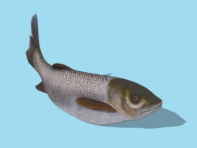 Grass carp Low-poly 3D model
