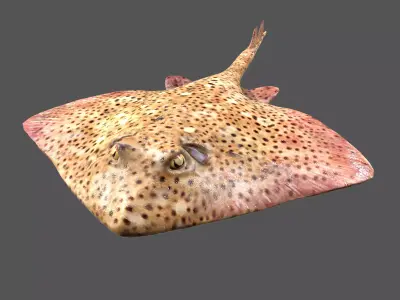 Skate Fish Low-poly 3D model