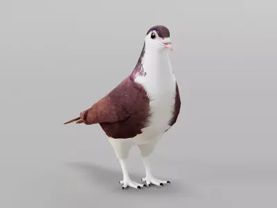 Lahore Pigeon Bird Low-poly 3D model