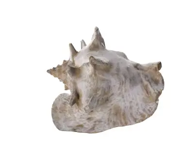 Shell 03 - Low and High Poly Versions Low-poly 3D model