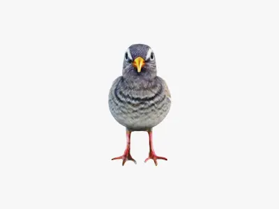 Bird Animal Free 3D model purchase