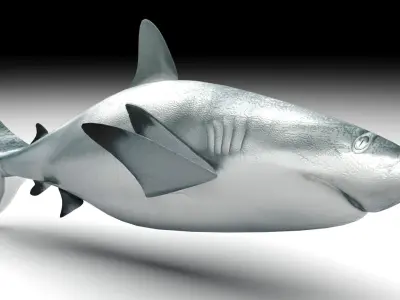 Shark 3D model