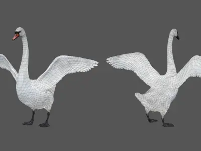 Realistic Swan 3D model