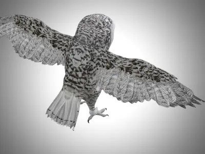 Snowy White Owl Low-poly 3D model