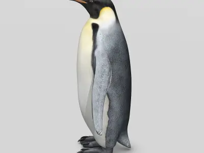 Penguin - Emperor 3D model
