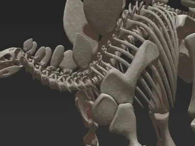 Stegosaurus Skeleton 3D 3D model