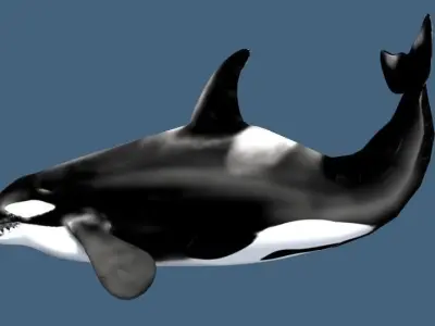 Orca 3d whale 3D model