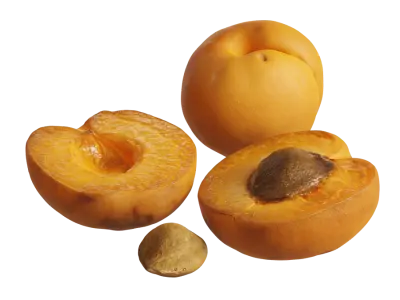  Apricot Models 