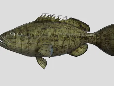 Goliath Grouper Realistic Animated Low-poly 3D model