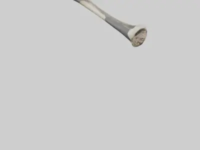 Gorilla Femur 3D model