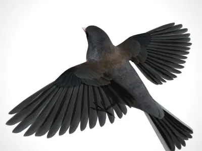 3D Bird Pack Dark Eyed Junco Male and Female Low-poly 3D model