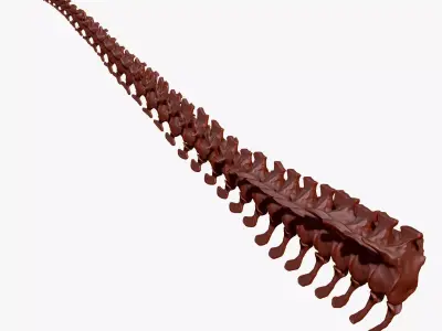 TRex Tail Set Skeletons 3D model