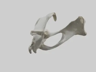 Falcon Pelvis Low-poly 3D model