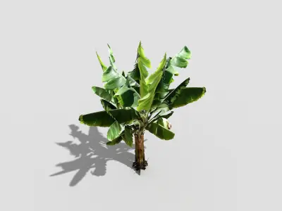 banana tree Low-poly 3D model