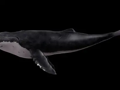 Humpback Whale - Megaptera Novaeangliae Low-poly 3D model
