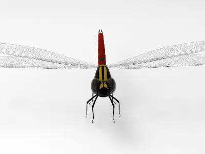 Fiery Jewel dragonfly 3D model