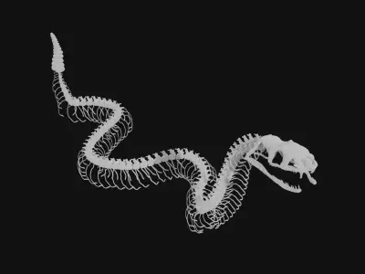 Rattle snake skeleton 3D model