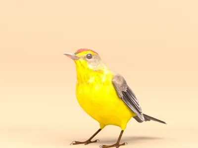 3D Bird Pack Palm Warbler Male and Female Low-poly 3D model