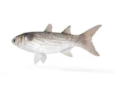 Fish Mullet 3D model
