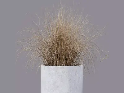 Indoor Plant 05 Free 3D model