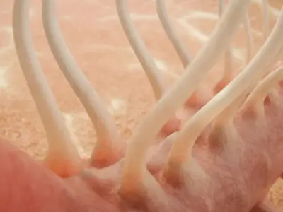 Hallucigenia Low-poly 3D model