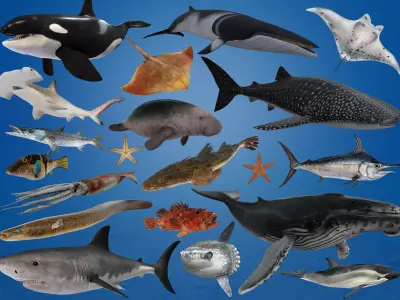 Ocean Fish Collection 3D model