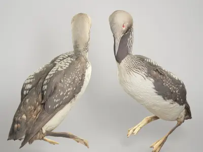 Common loon 08 Low-poly 3D model