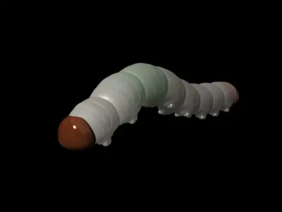 insect  worm Cordyceps 3D model