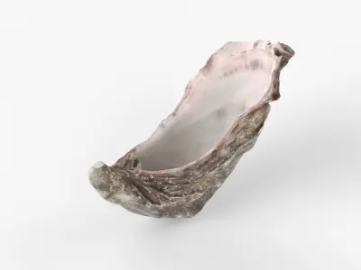 Photorealistic 3D scan of sea oyster shell Low-poly 3D model