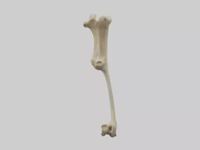 Cheetah Femur Low-poly 3D model