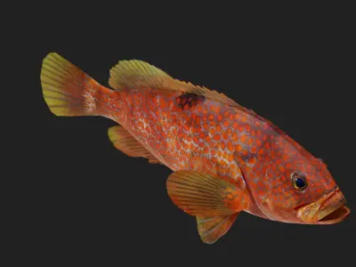 Bass fish Low-poly 3D model