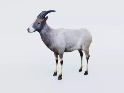 Goat Animal Free 3D model
