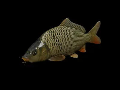 Carp fish Low-poly 3D model