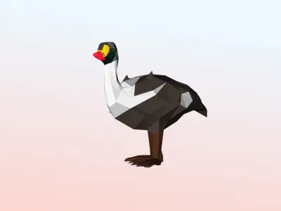 King eider Low Polygon Animal Arctic sea ocean Low-poly 3D model Low-poly 3D model