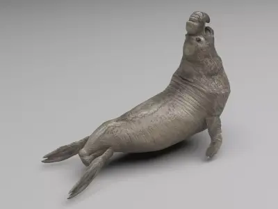 Elephant Seal 3D model