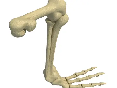 Pigeon Leg Skeleton 3D model