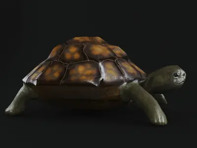 Turtle low poly for CG model Low-poly 3D model