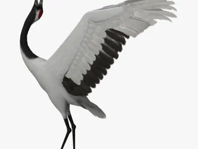 Grus Japonensis 'Red-crowned Crane' 3D model