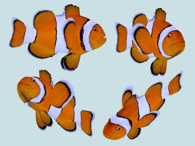 Fish Amphiprion percula Low-poly 3D model