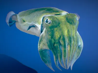 Golden Cuttlefish 3D model