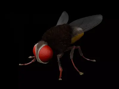  Eega - Fly 3D Model 3D model