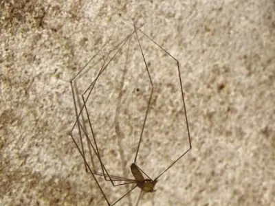 Spider Pholcus Phalangioides Rigged 3D model