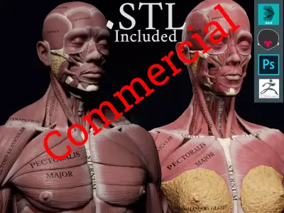 Human Anatomy Kit and Female Anatomy Kit Commercial License Low-poly 3D model
