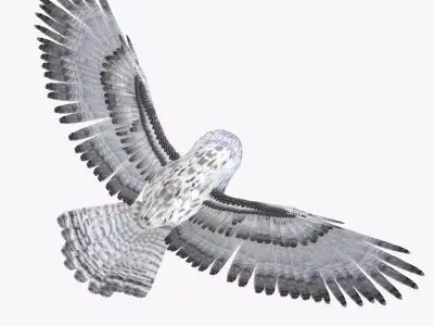 Owl bird rigged 3d model Low-poly 3D model