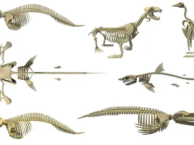 Aquatic Skeletons Models 3D model