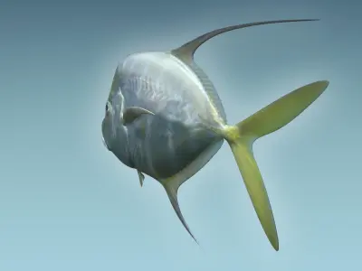 Selene Fish 3D model