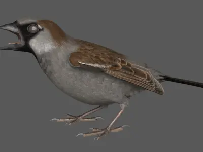 House Sparrow Rigged 3D model