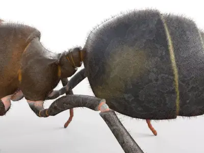 Ant Insect Low-poly 3D model