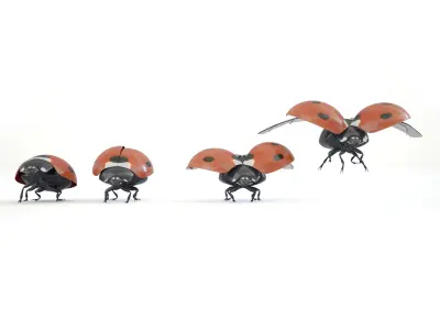 ladybird four ladybugs 3D model