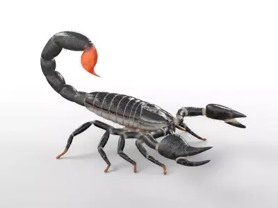 Scorpion insect Low-poly 3D model